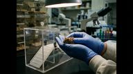 Maternal Microbial Exposure Confers Intergenerational Stress Resilience in Male Mouse Offspring